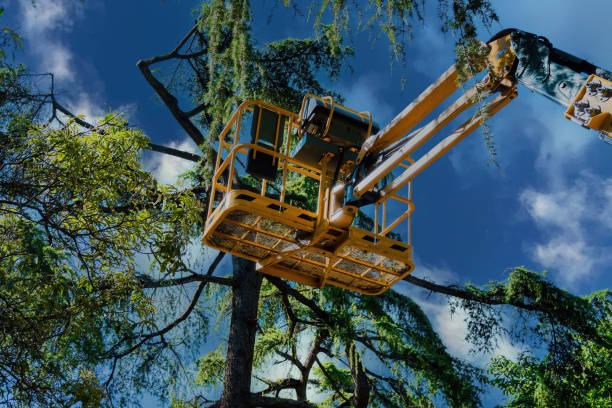 Professional Tree Care Services in South River, NJ